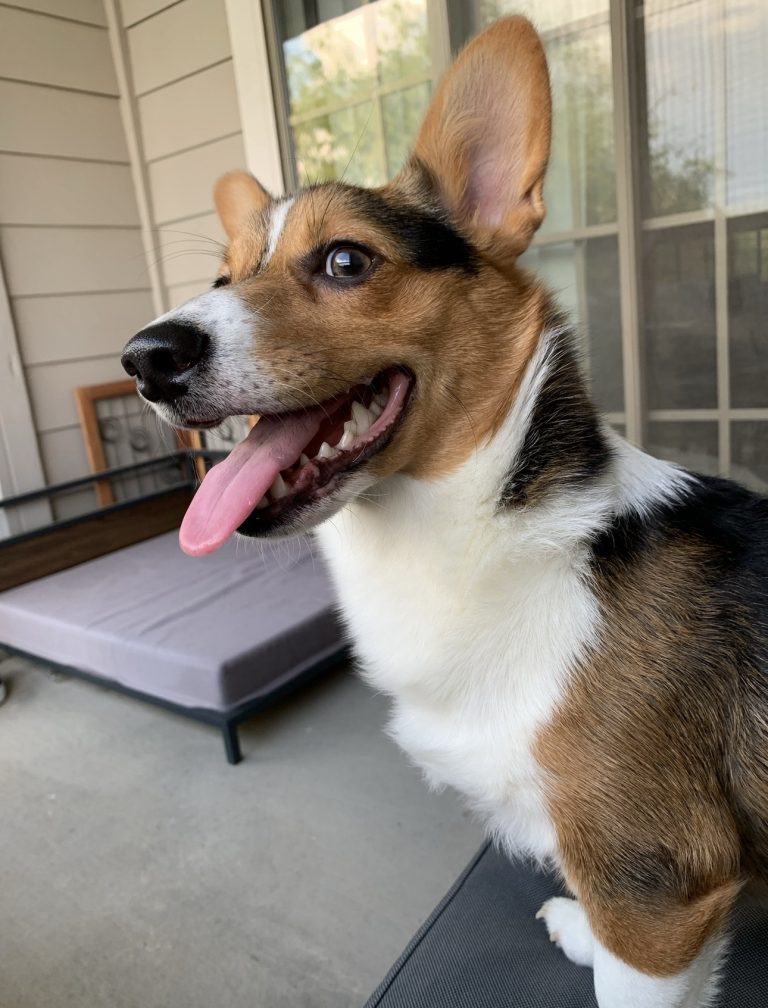 Leo, lost dog, Corgi