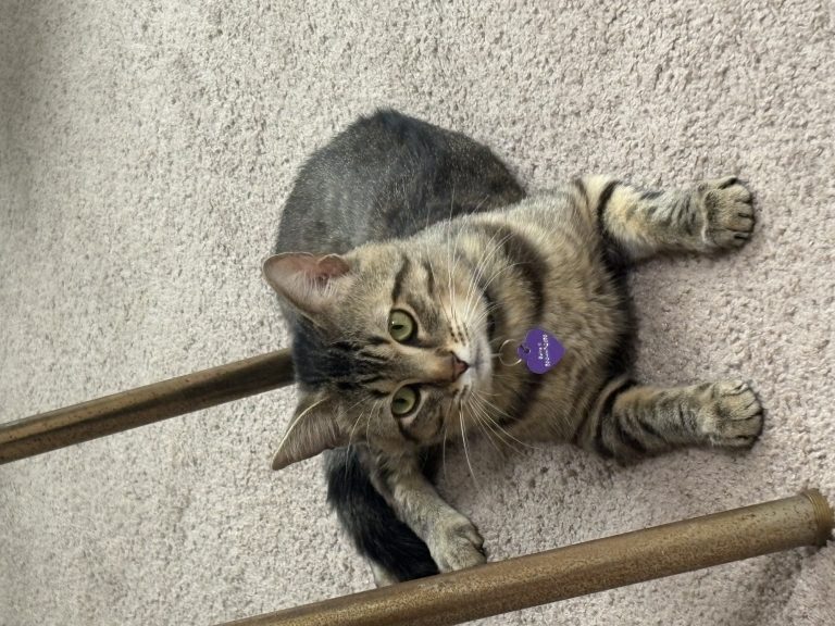 Kiba, lost cat, American Tabby