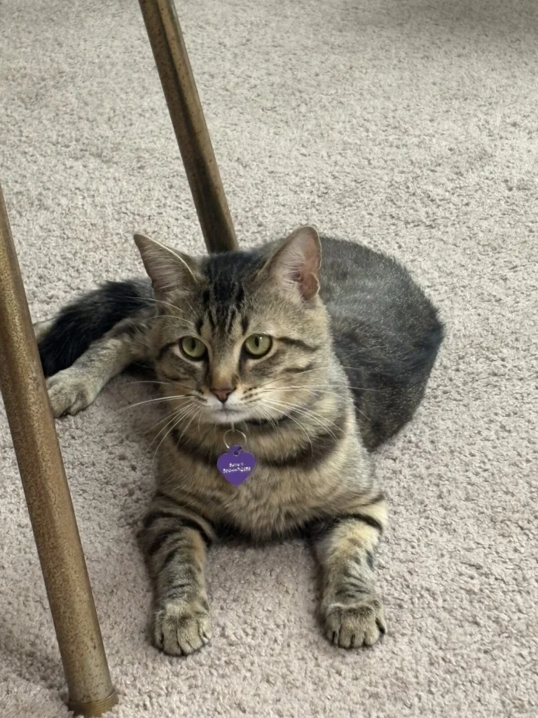 Kiba, lost cat, American Tabby