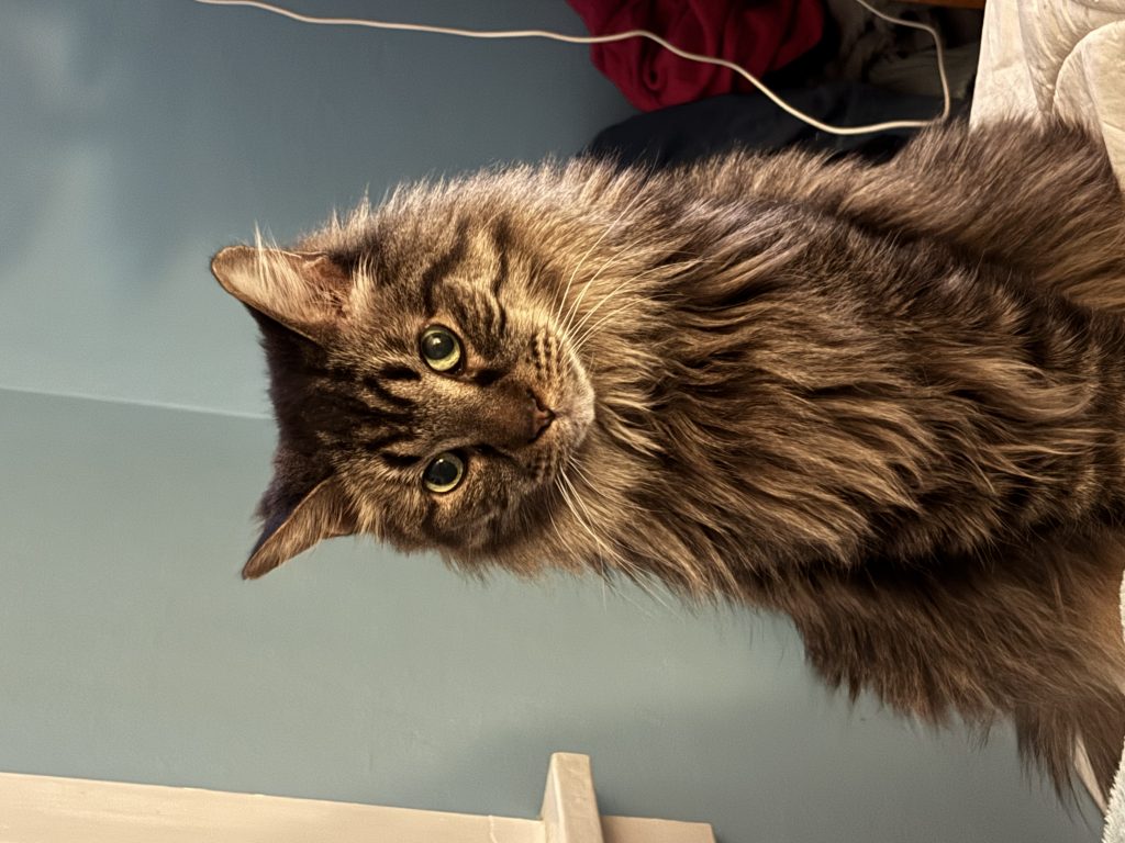 Sammy, lost cat, Maine Coon mix