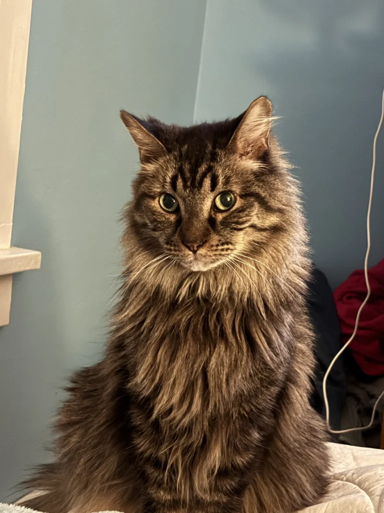 Sammy, lost cat, Maine Coon mix