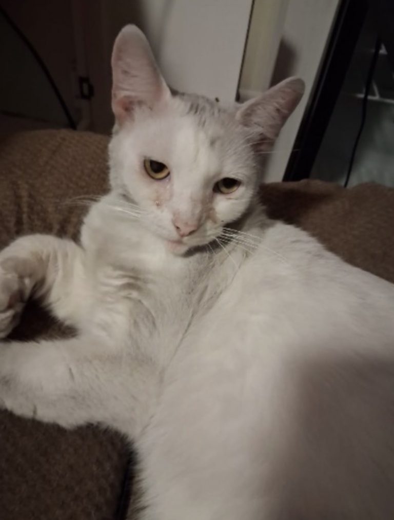 Boo, lost cat, Unknown
