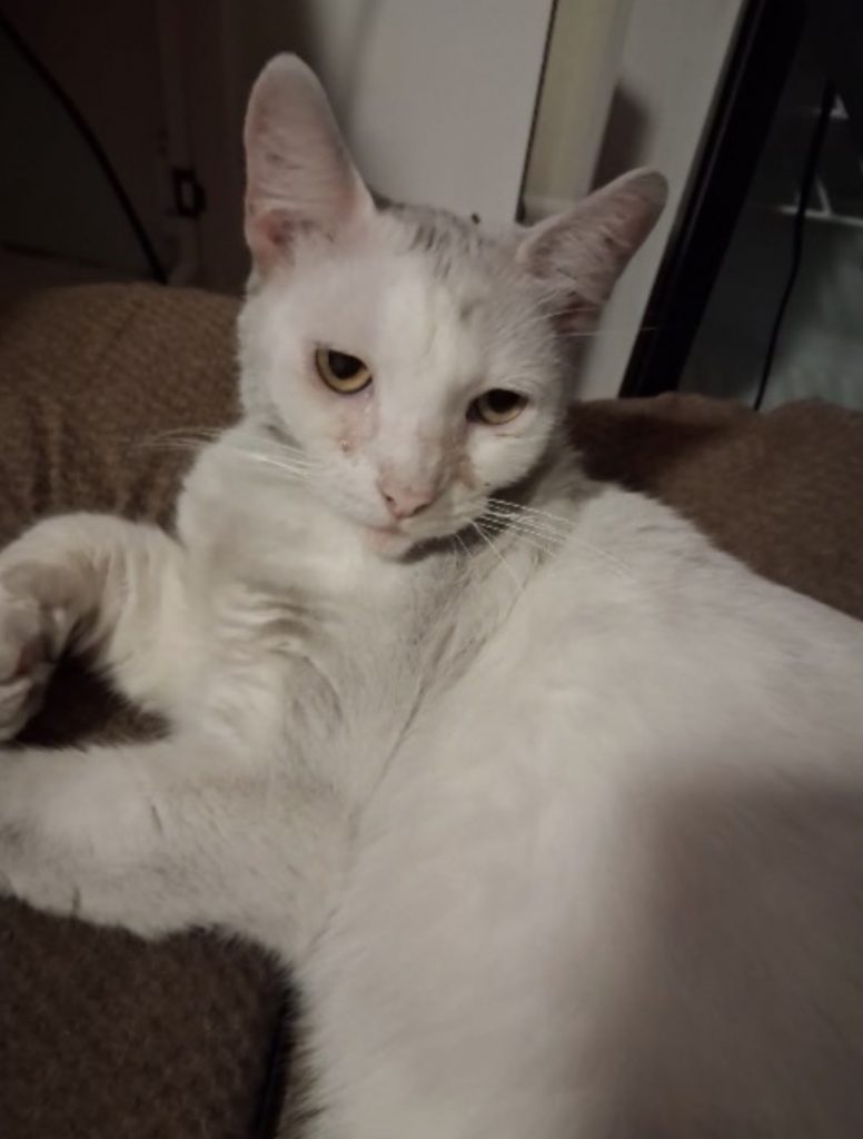 Boo, lost cat, Unknown