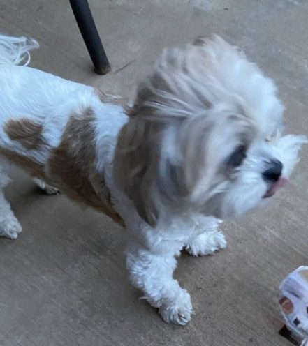 Oliver, lost dog, Shin Tzu