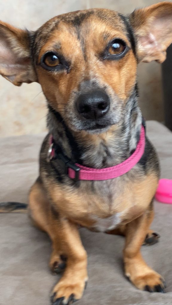 Cardi, lost dog, Chiweenie