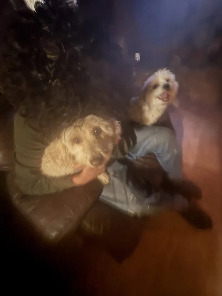 Olivia, lost dog, Poodle