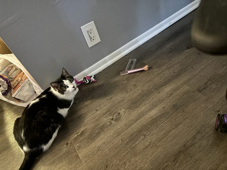 Luna, lost cat, Domestic shorthair