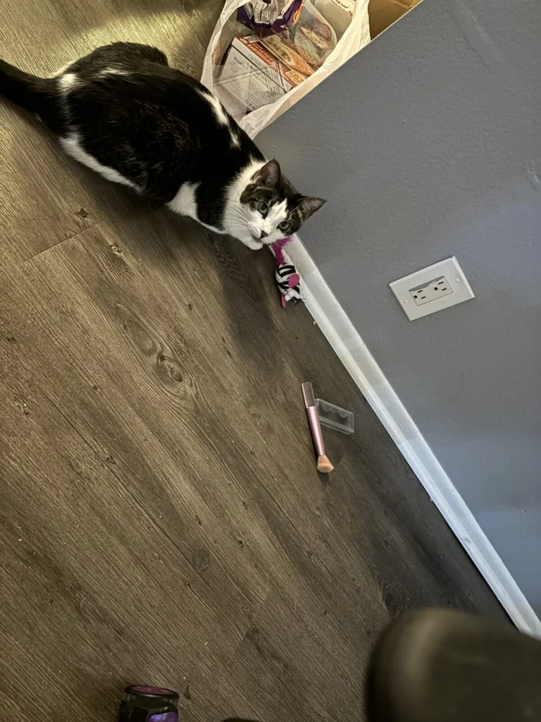 Luna, lost cat, Domestic shorthair