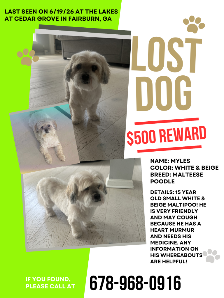 Myles, lost dog, Maltese Poodle