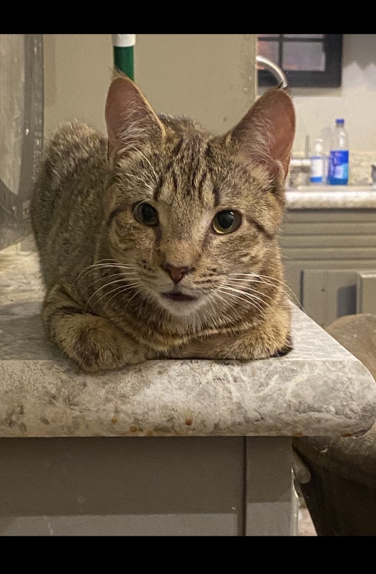 Buffy, lost cat, Domestic shorthair
