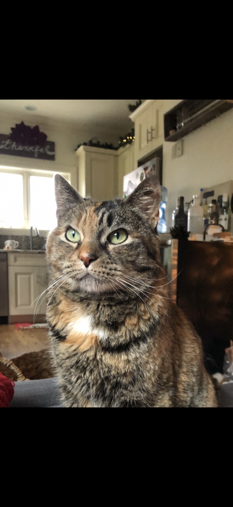 Pancake, lost cat, Mixed