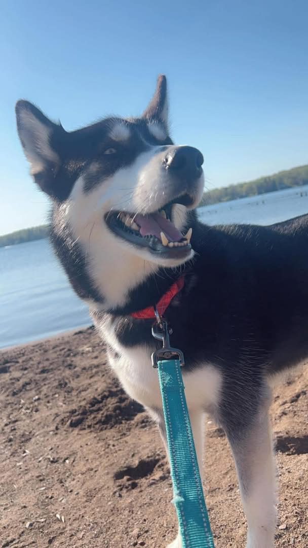 Ivy, lost dog, Husky