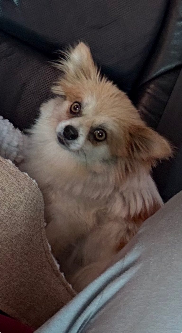 Luna, lost dog, Pomeranian