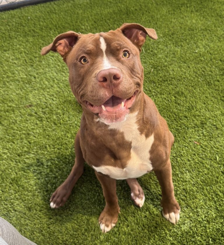 Romeo, lost dog, Pitbull