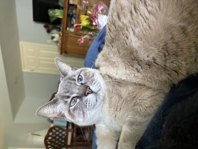 Taiga, lost cat, Siamés