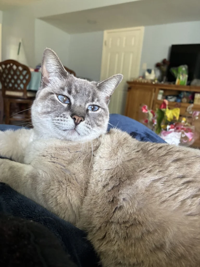 Taiga, lost cat, Siamés