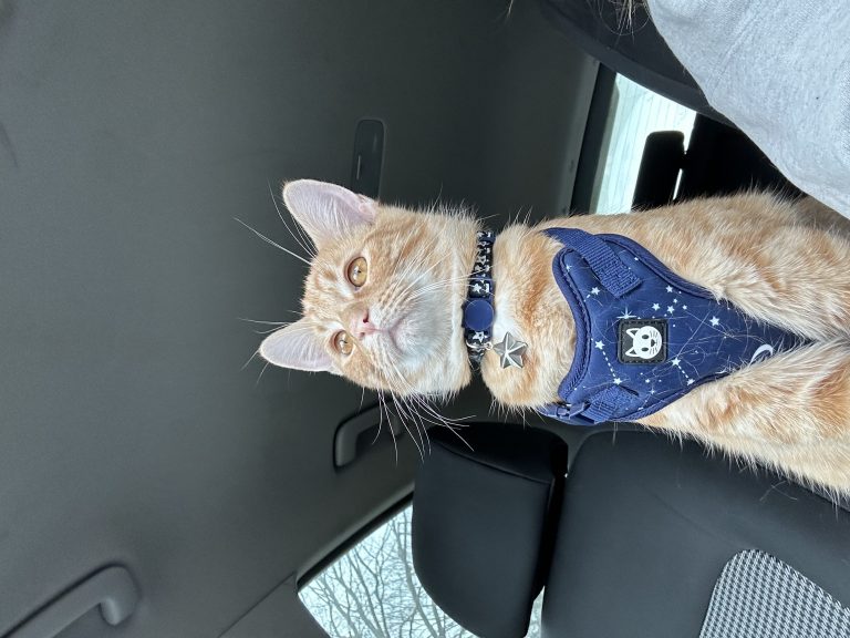 Squirt, lost cat, Demostic short hair