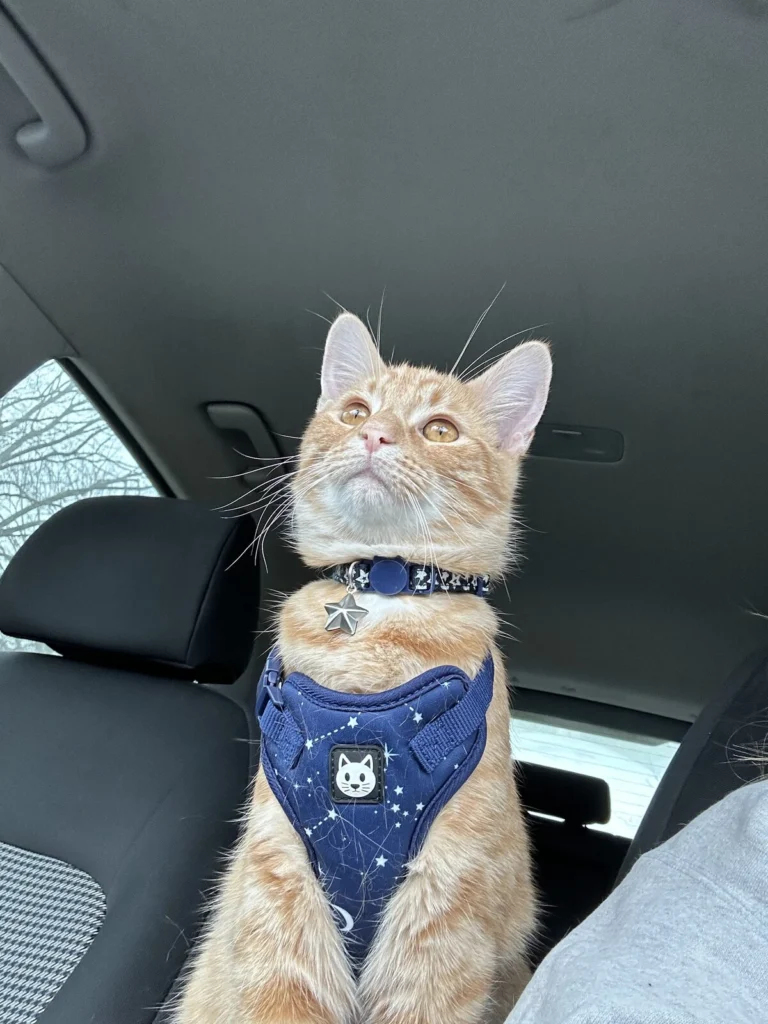 Squirt, lost cat, Demostic short hair
