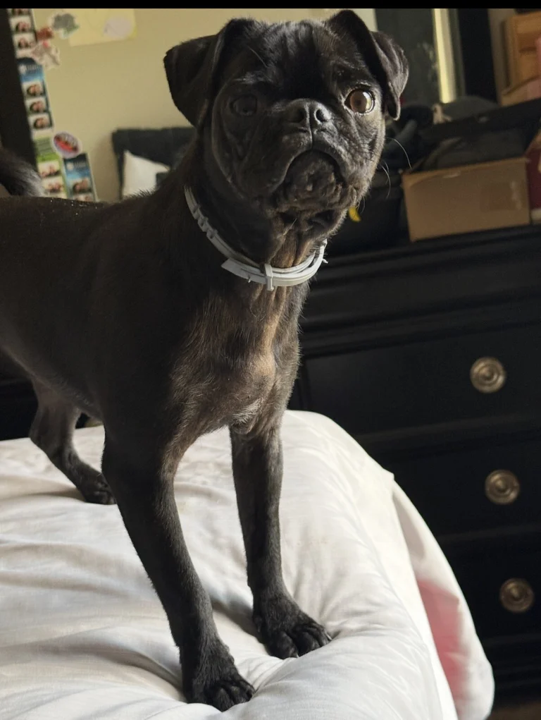 Luna, lost dog, Pig