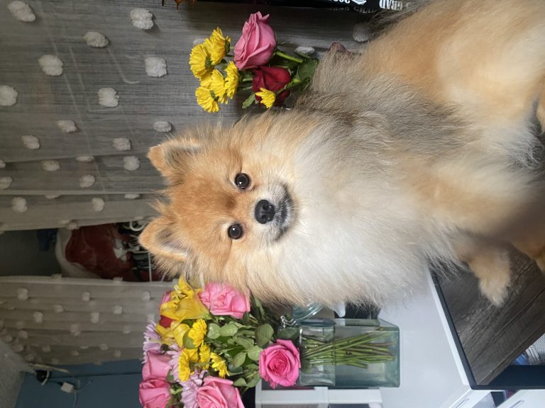Gizmo, lost dog, Pomeranian