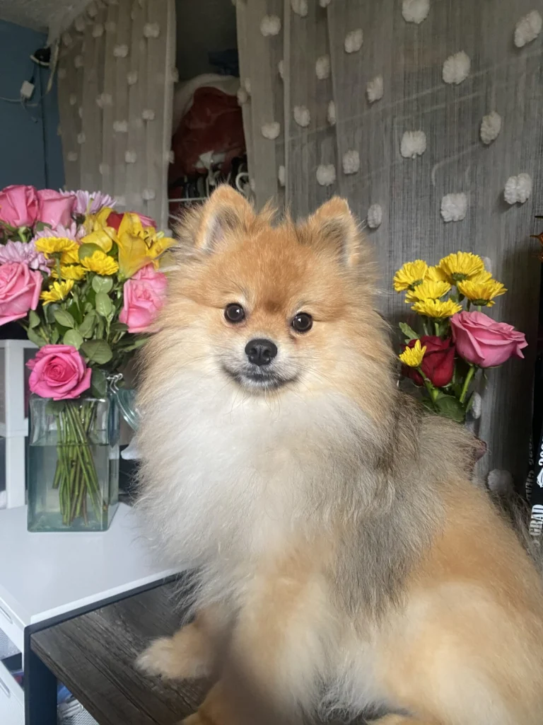 Gizmo, lost dog, Pomeranian