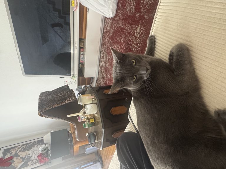 Tony, lost cat, Russian Blue