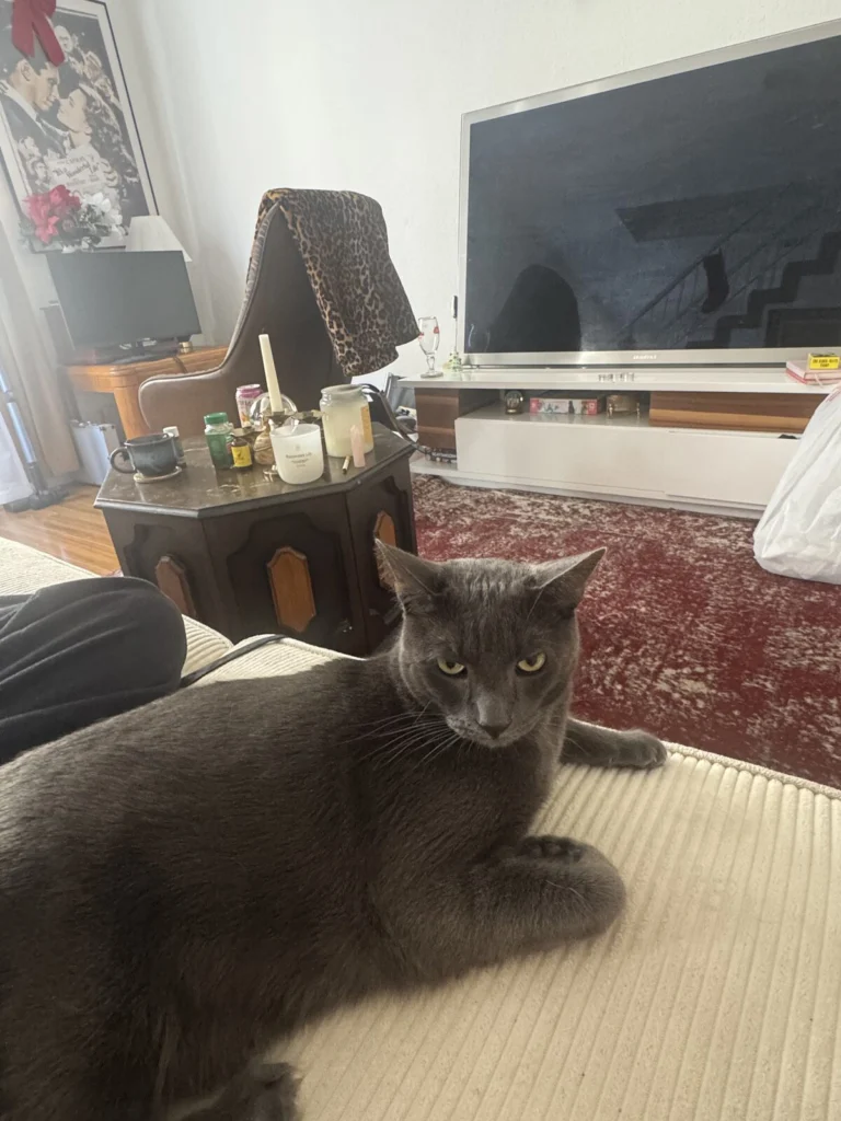 Tony, lost cat, Russian Blue