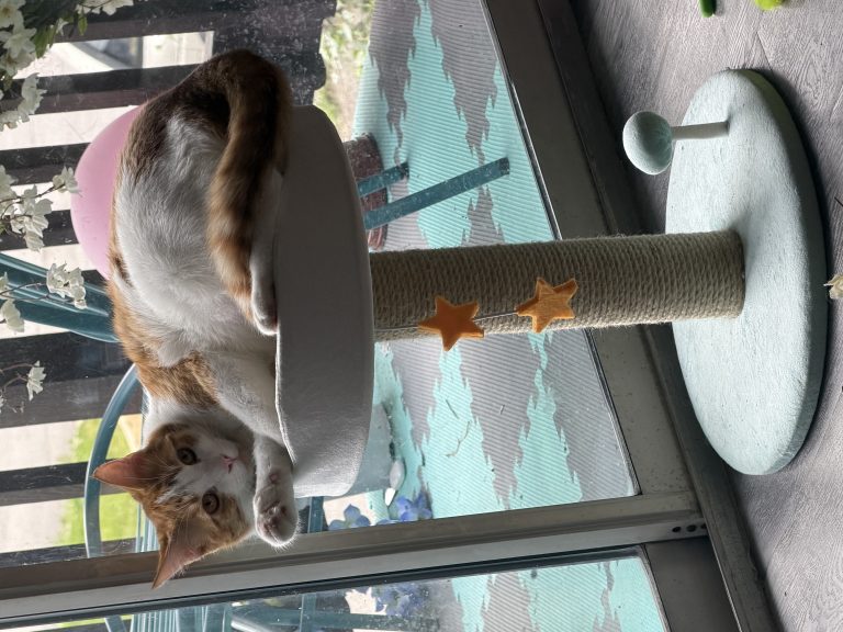 Calcifer, lost cat, Orange