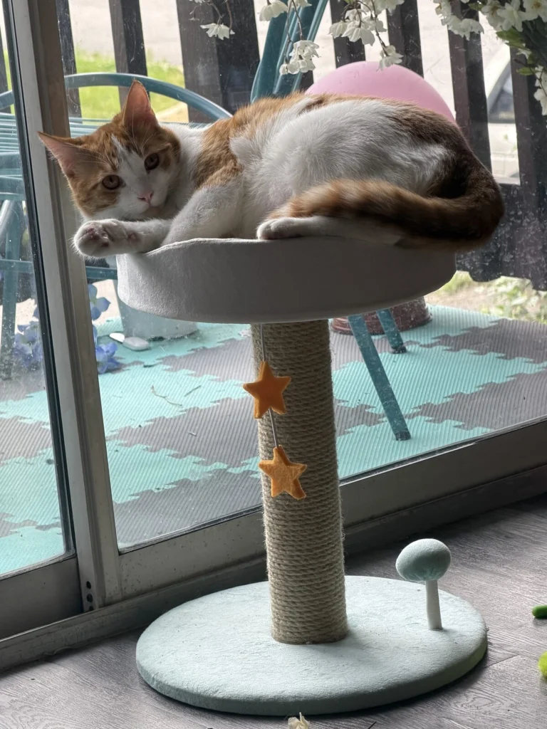 Calcifer, lost cat, Orange