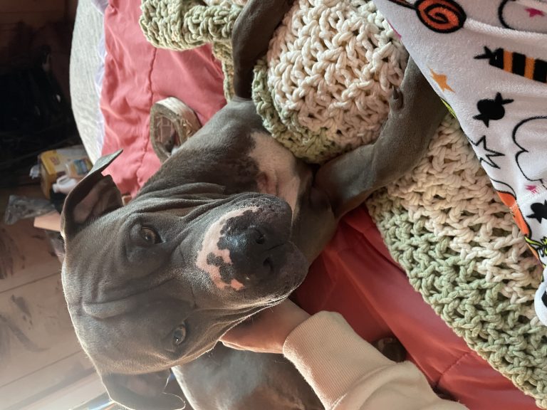 Blue, lost dog, Pitbull x Sharpe