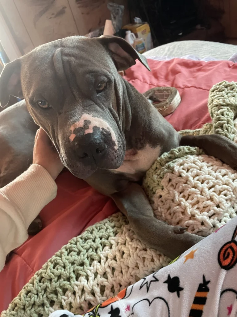 Blue, lost dog, Pitbull x Sharpe
