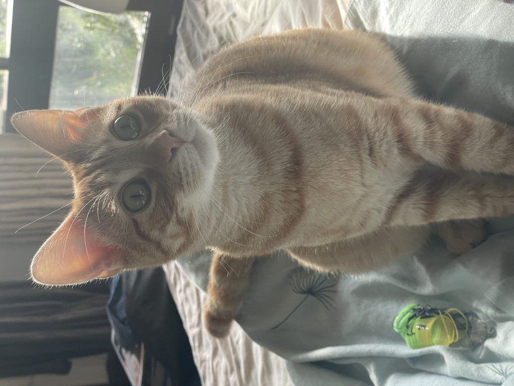 Topaz, lost cat, Domestic shorthair