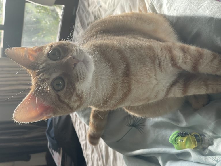 Topaz, lost cat, Domestic shorthair