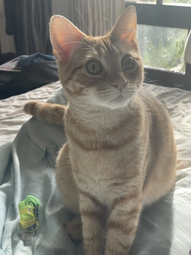 Topaz, lost cat, Domestic shorthair