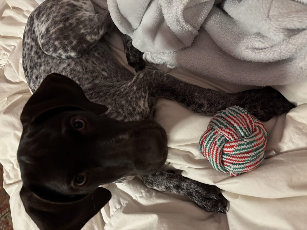 Judy, lost dog, German shorthaired pointer