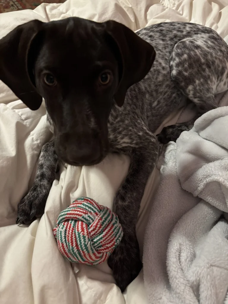 Judy, lost dog, German shorthaired pointer
