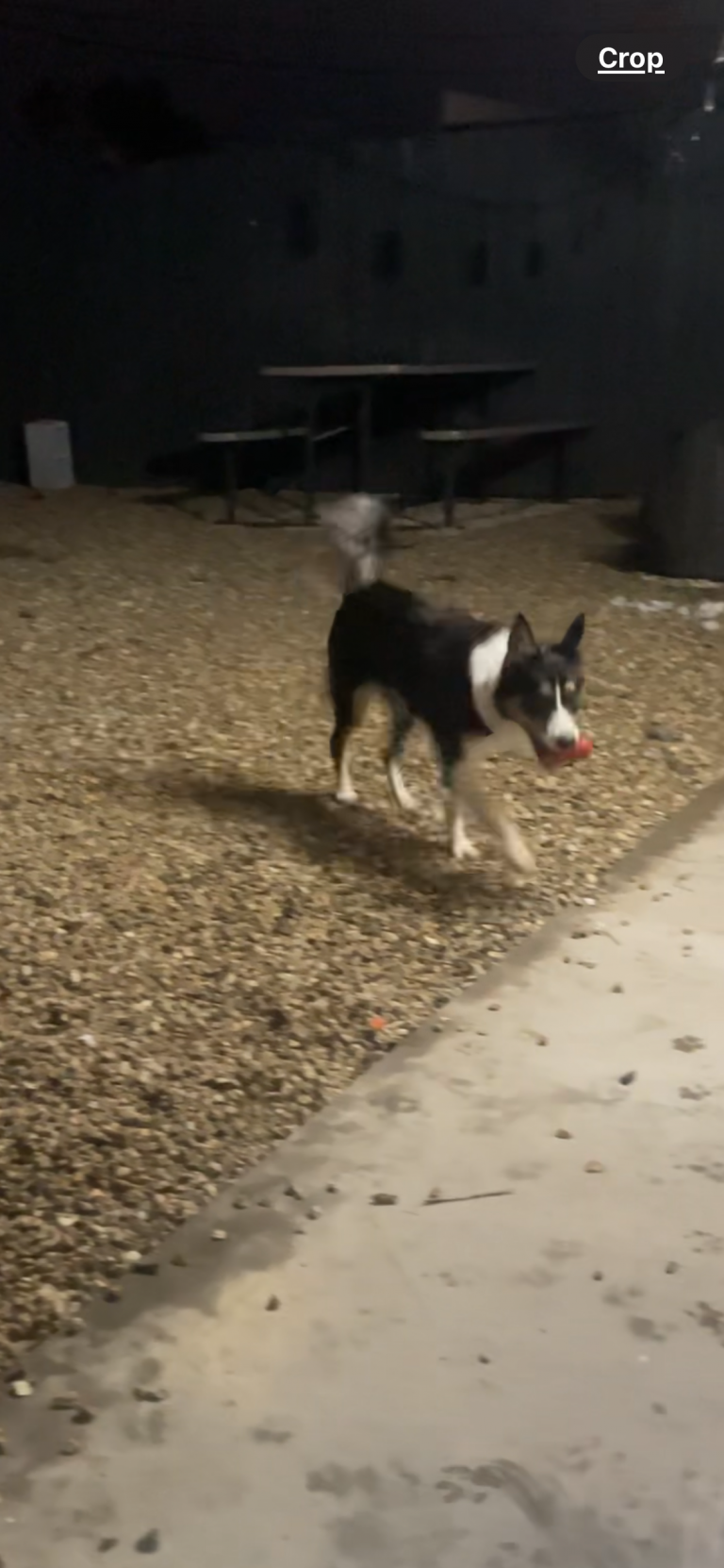 Rudy, lost dog, border collie