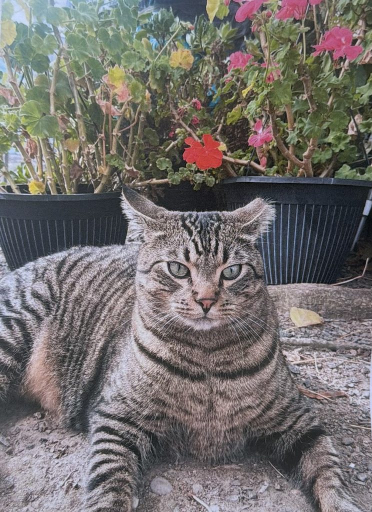 Bobby, lost cat, Tabby