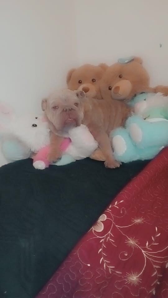 Baby, lost dog, English bulldog