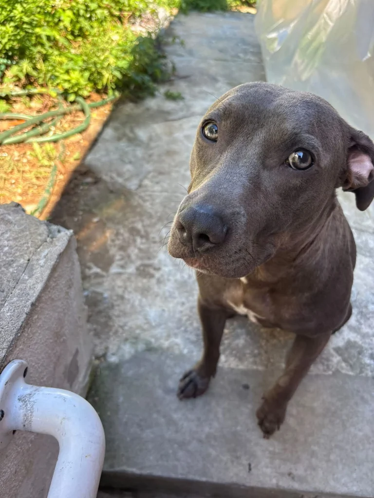Willow, lost dog, Staffy