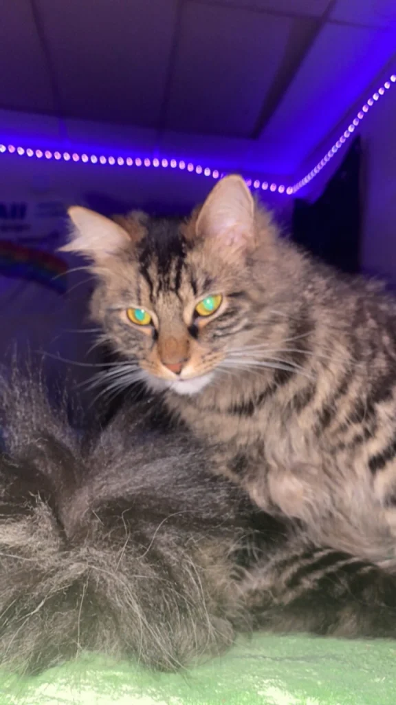 Chanel, lost cat, Maine Coon/ Long Haired