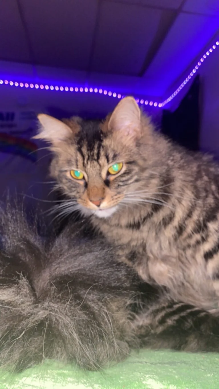 Chanel, lost cat, Maine Coon/ Long Haired