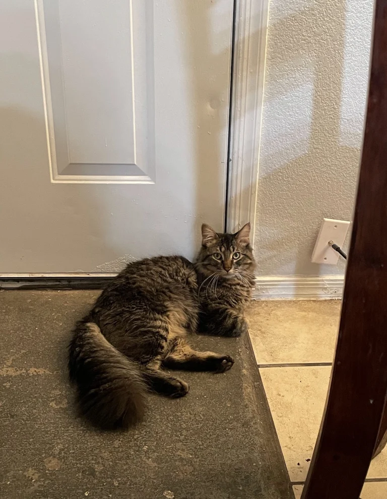 DUMA, lost cat, Tabby
