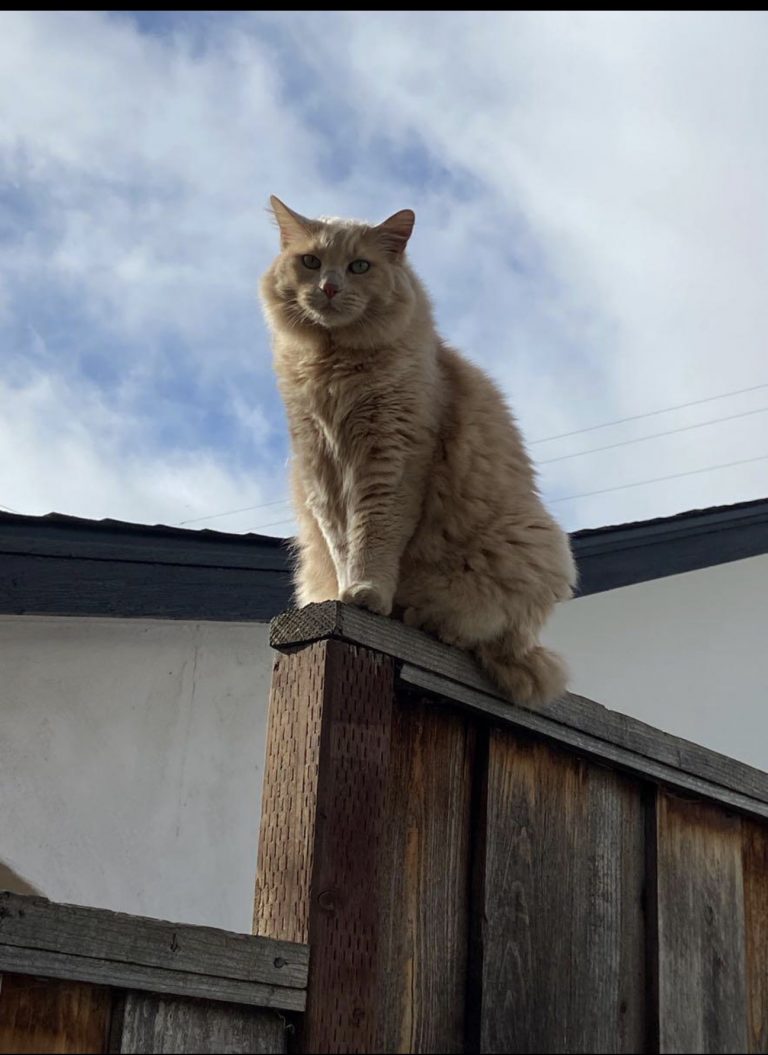 Ollie, lost cat, Mancoon?