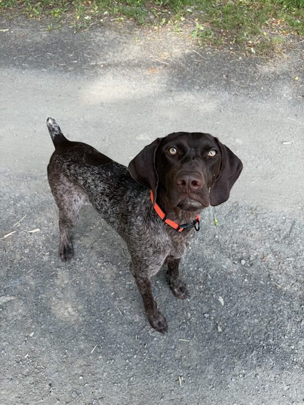 Bean, lost dog, Germain Shorthaired Pointer