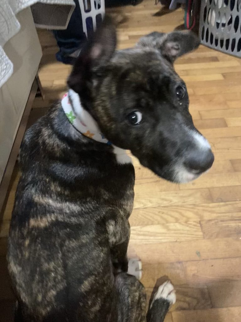 Cookie, lost dog, Mixed