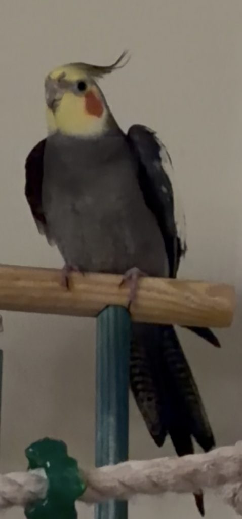 Jay, lost bird, Cockatiel