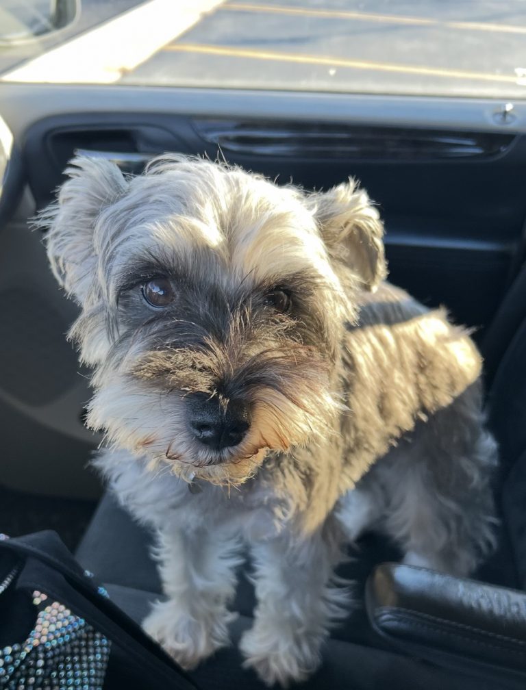 Nala, lost dog, Miniature Schnauzer