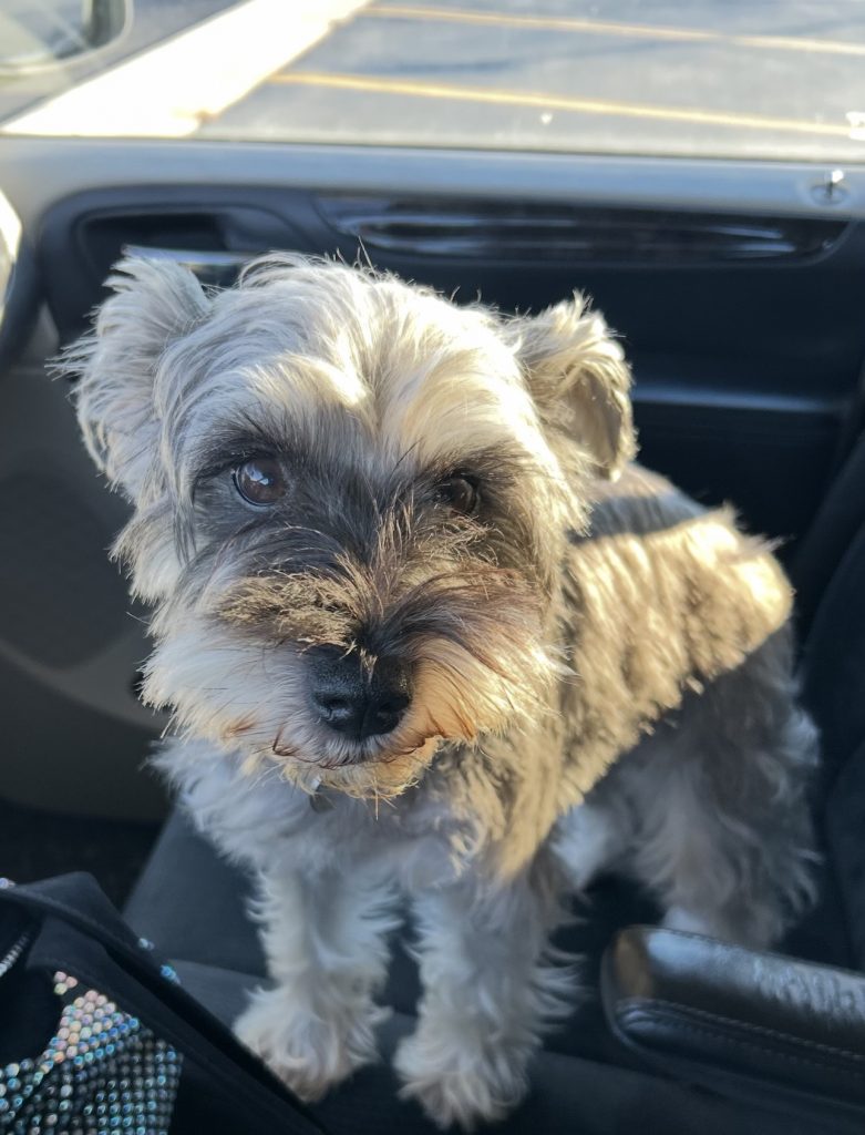 Nala, lost dog, Miniature Schnauzer