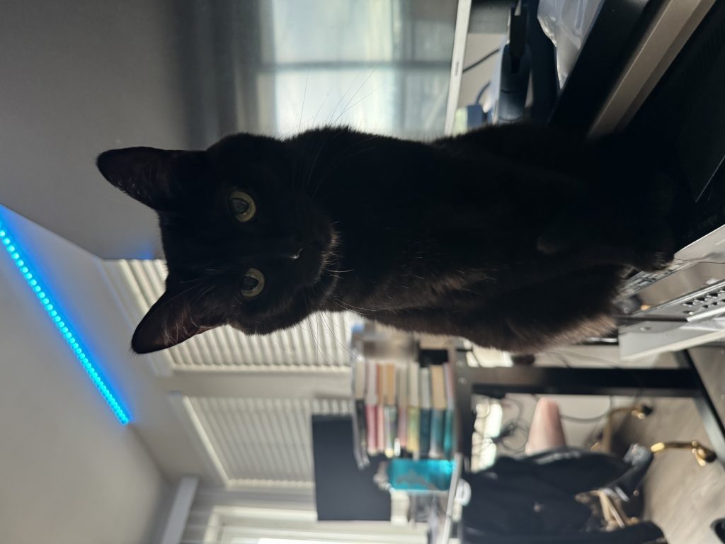 Beans, lost cat, Black
